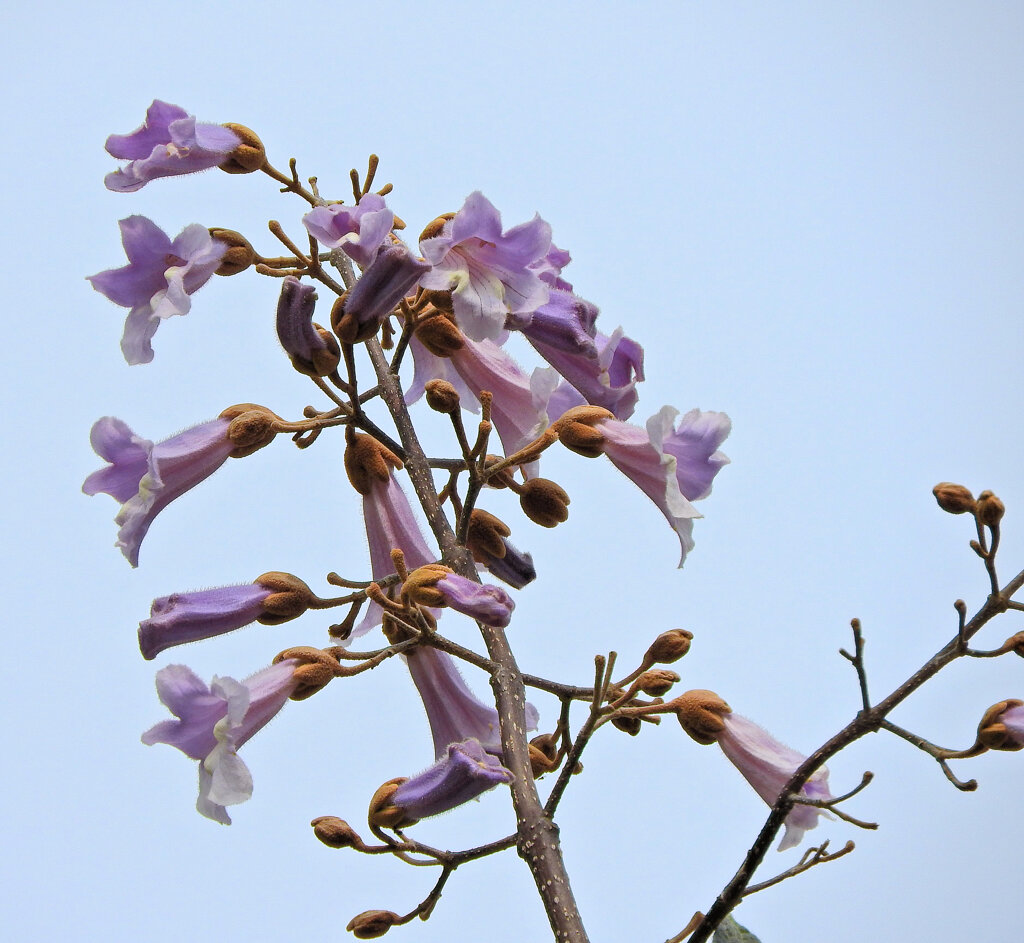 これっきり これっきり...♪　桐の花　２