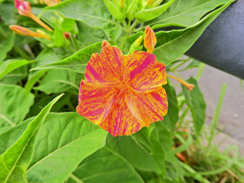 オシロイバナ（白粉花）　６