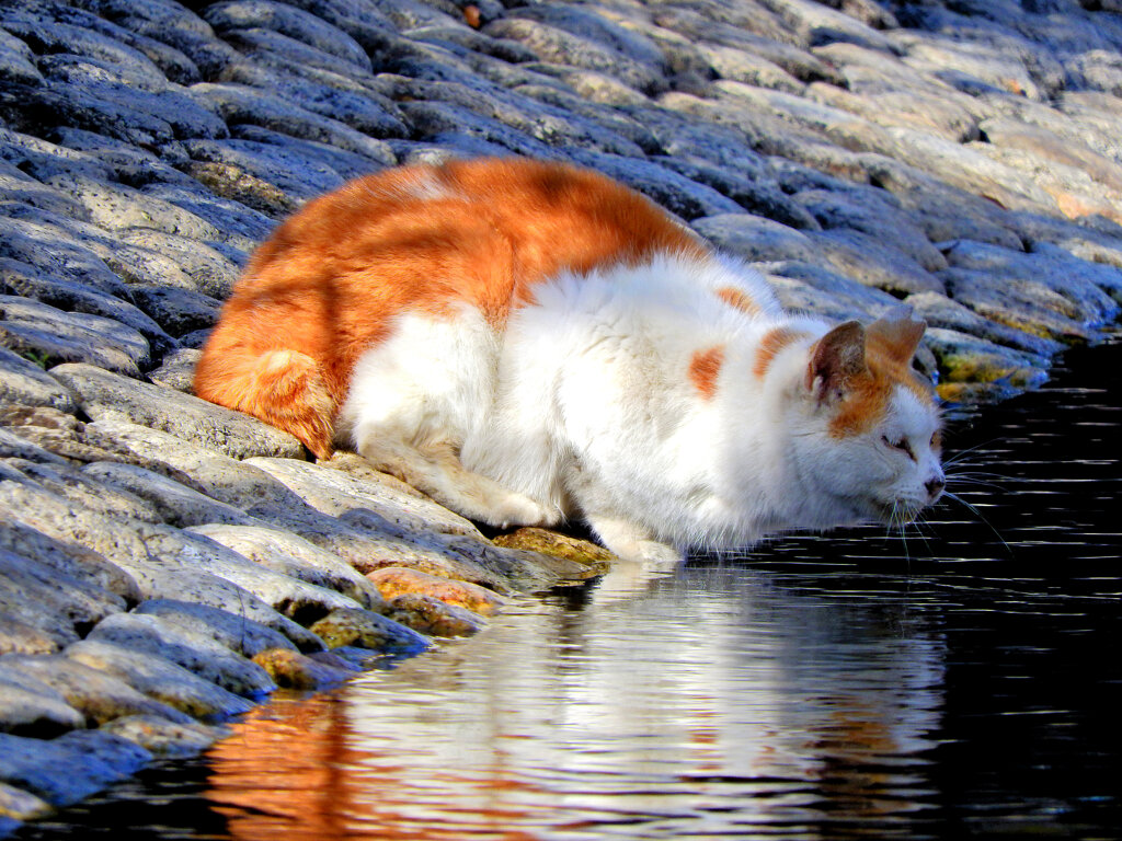 せせらぎ遊歩道でヽ(=^ω^=)丿にゃんこ２