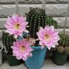 サボテンの花　２