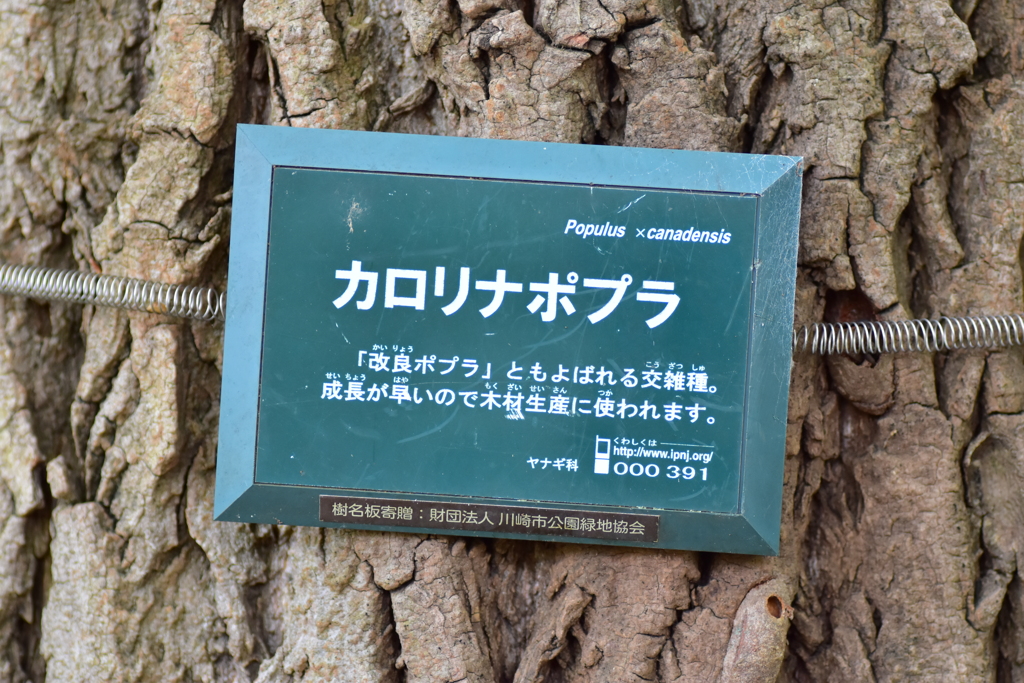 カロリナポプラ 木