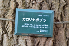 カロリナポプラ 木