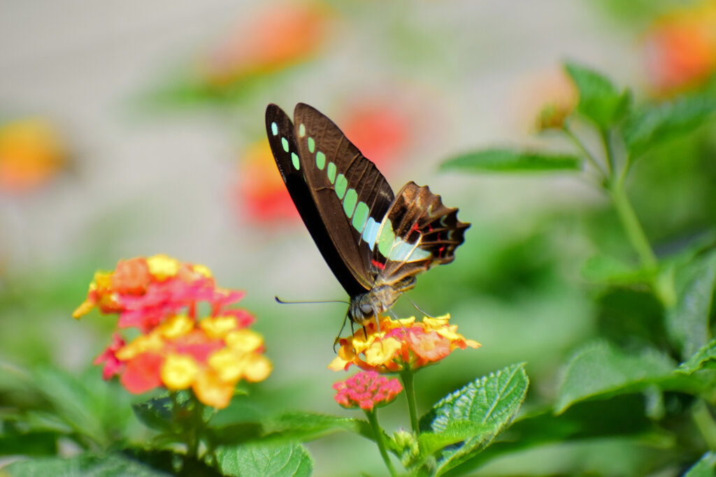 ランタナにアオスジアゲハ　４