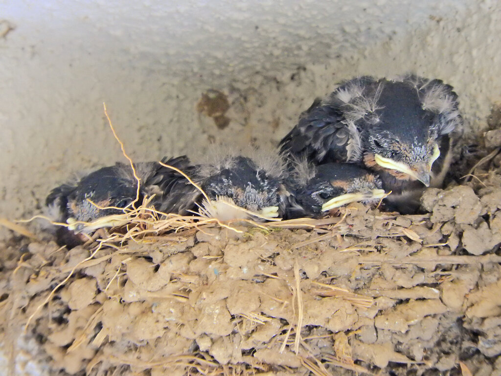 燕さんの雛ちゃん　２