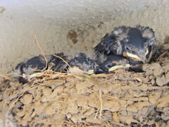 燕さんの雛ちゃん　２