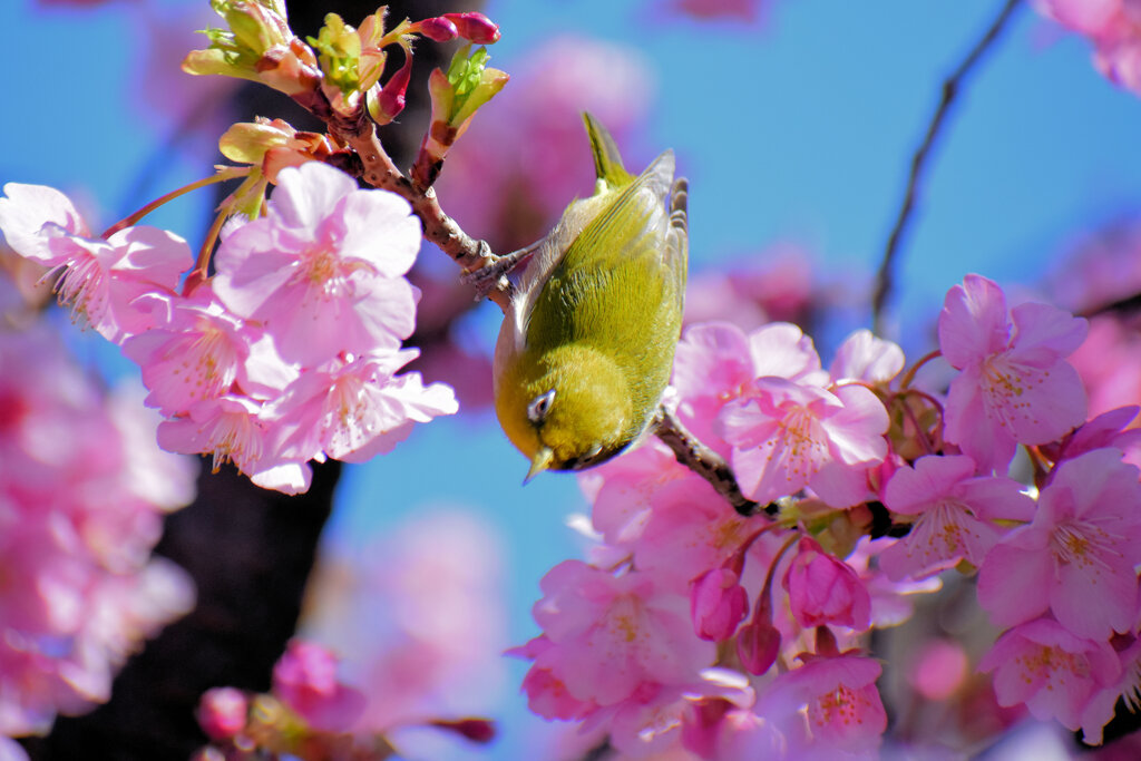 河津サクジロウ　⑤
