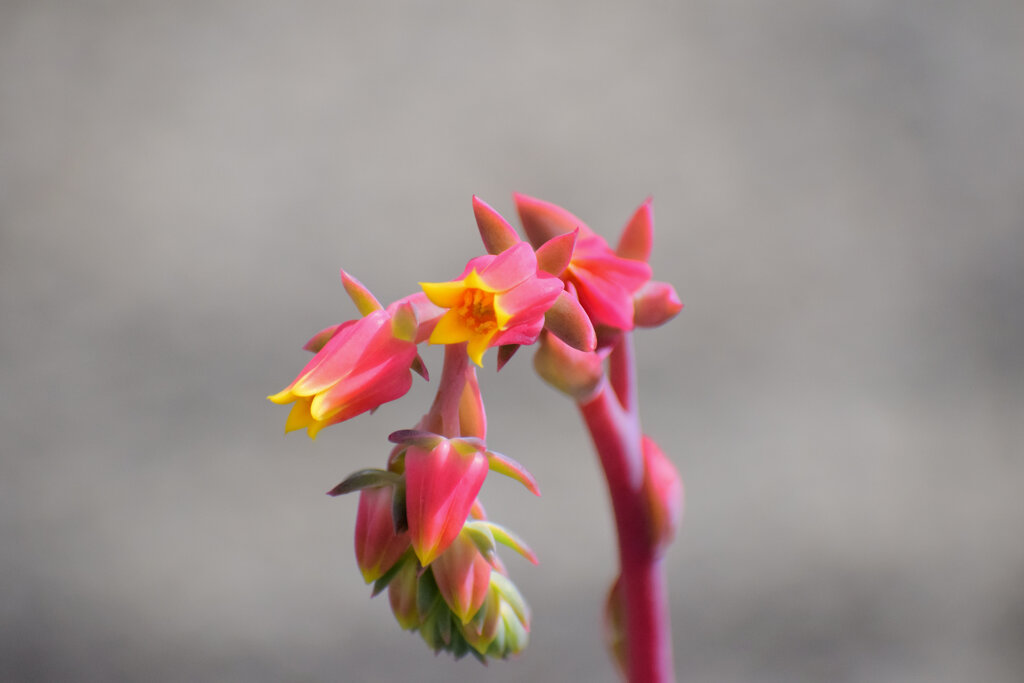 ベンケイソウ科、エケベリア属の「七福神」２
