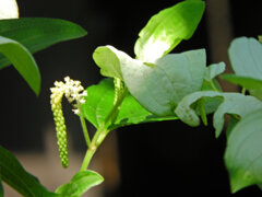 半夏生の花　４