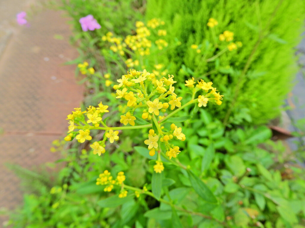 女郎花　４