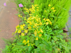 女郎花　４