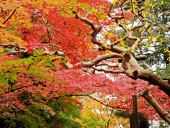 年末の大掃除　撮り溜め紅葉放出　１４