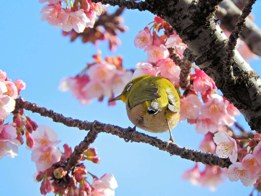 寒桜にサクジロー　５