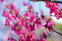 寒緋桜 （かんひざくら）　１０