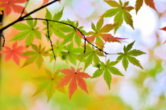 紅葉　撮り溜め　在庫処分中！　４