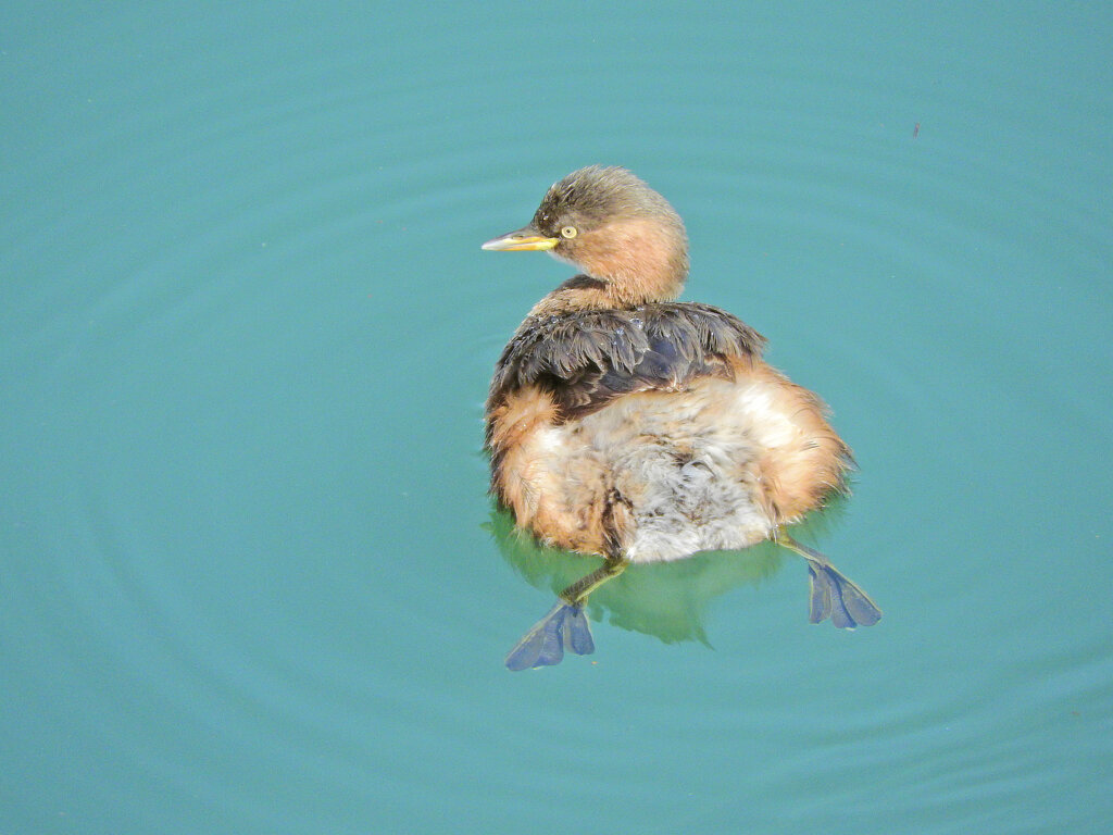 カイツブリ　７