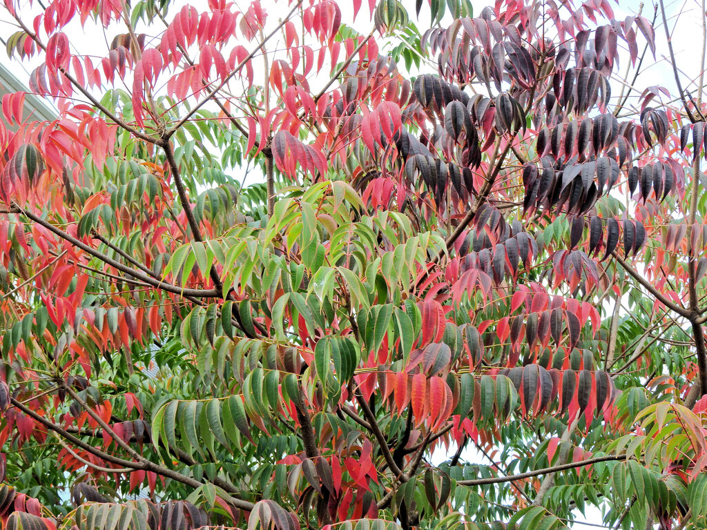 山黄櫨 （やまはぜ）の紅葉　２