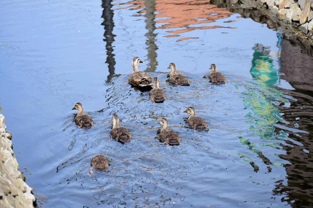 3月9日生まれのｶﾙｶﾞﾓの雛ちゃん12羽～8羽へ無事　１