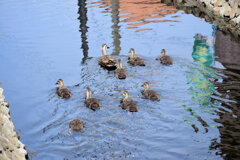 3月9日生まれのｶﾙｶﾞﾓの雛ちゃん12羽～8羽へ無事　１