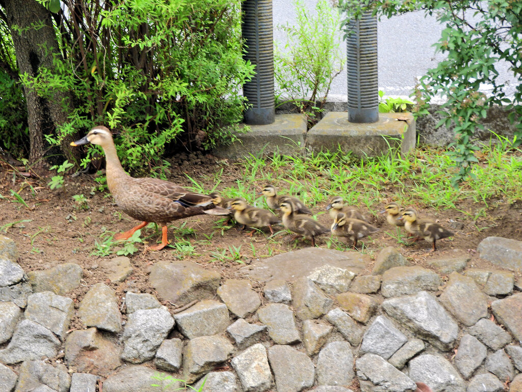 カルガモ一家の移動　１