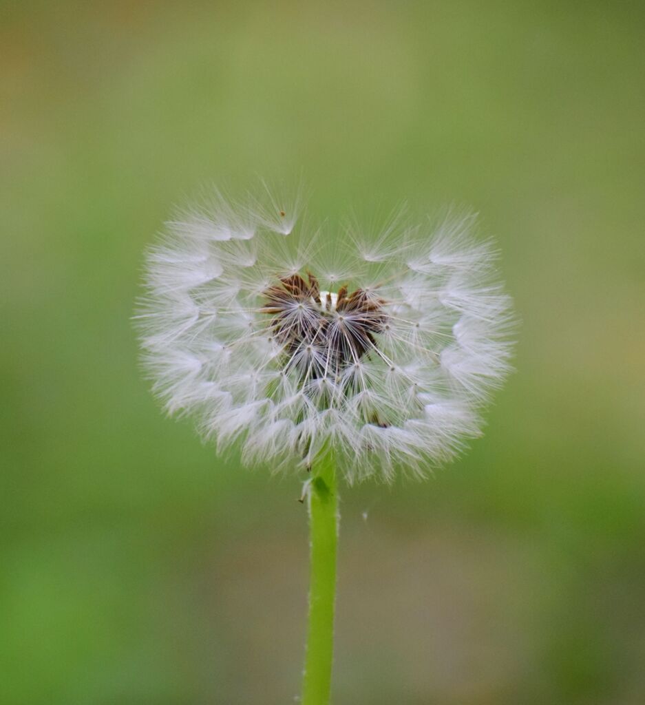 白花蒲公英・綿毛・種　７