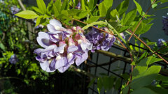 アメリカ藤　(アメジスト・フォール)　４