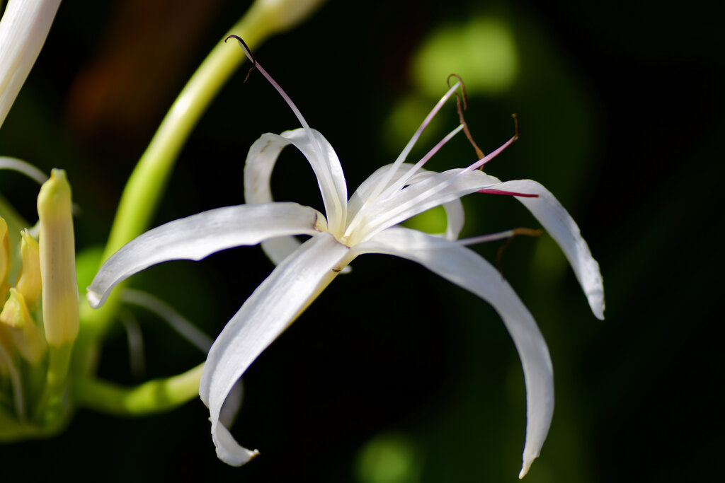 浜木綿 （はまゆう）の花