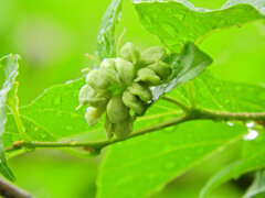 エゴノキの枝先に「猫の肉球」４