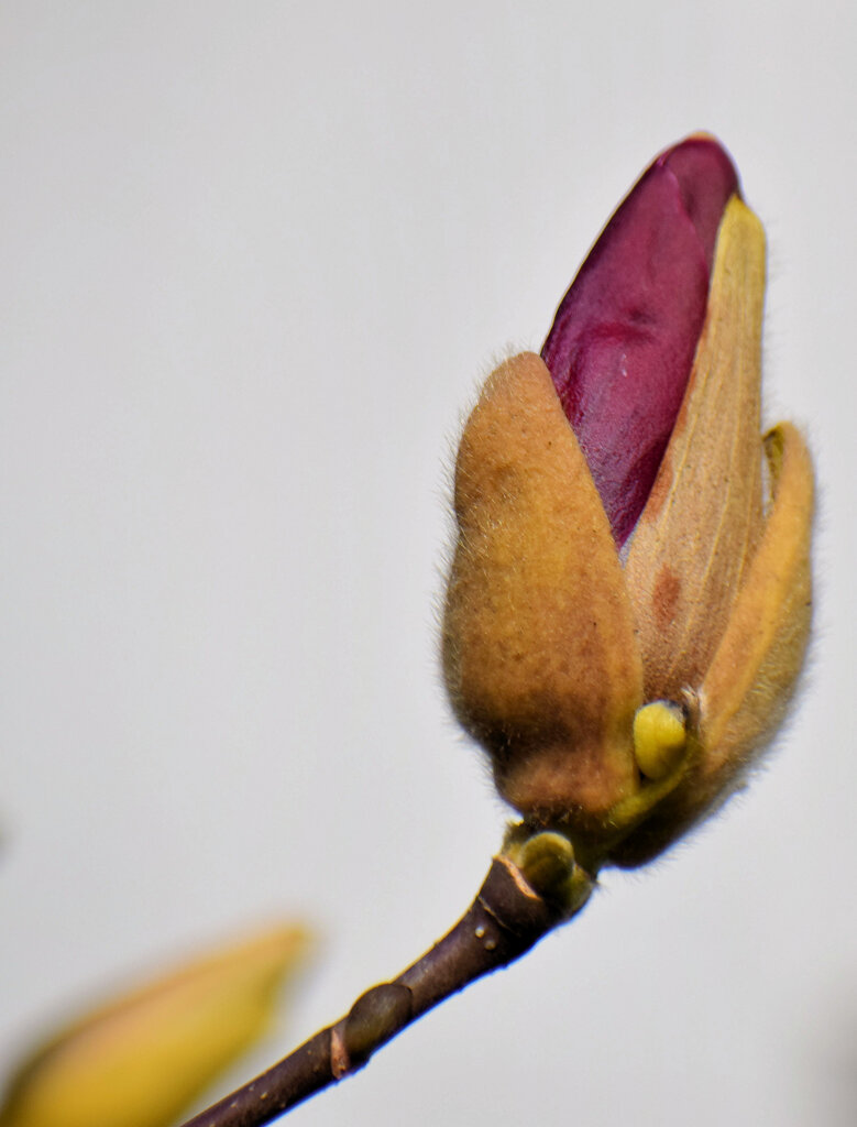 紫木蓮の蕾　１