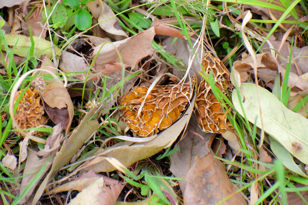 チブル星人の地球侵略か！？　アミガサタケ？　５