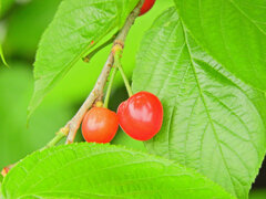 暖地桜桃（だんちおうとう）３