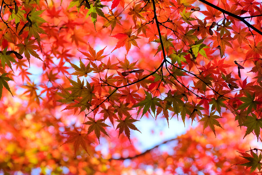 燃え、萌え・・・紅葉　６