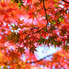 燃え、萌え・・・紅葉　６