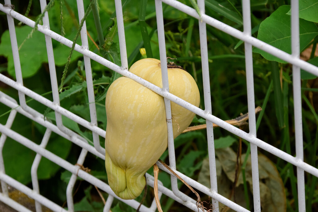 バターナッツ南瓜　６