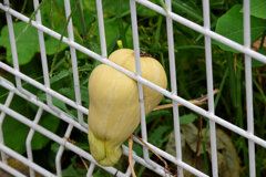 バターナッツ南瓜　６