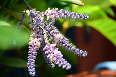 「コルディリネ・ストリクタ」（青ドラセナ）７