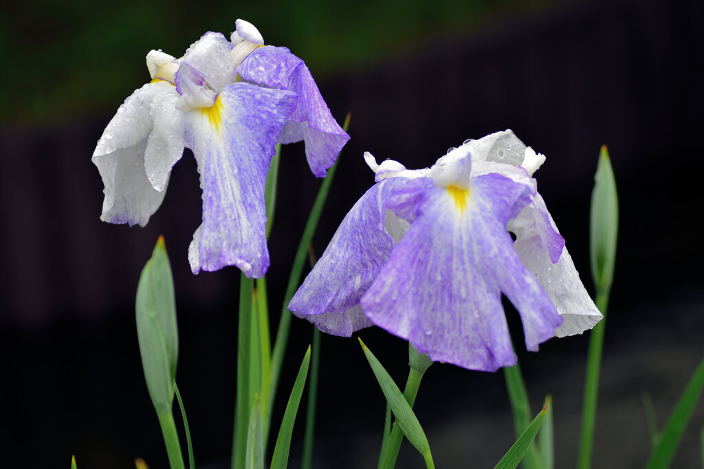 雨上がりの花菖蒲　８