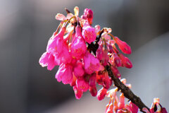 寒緋桜 （かんひざくら）　４