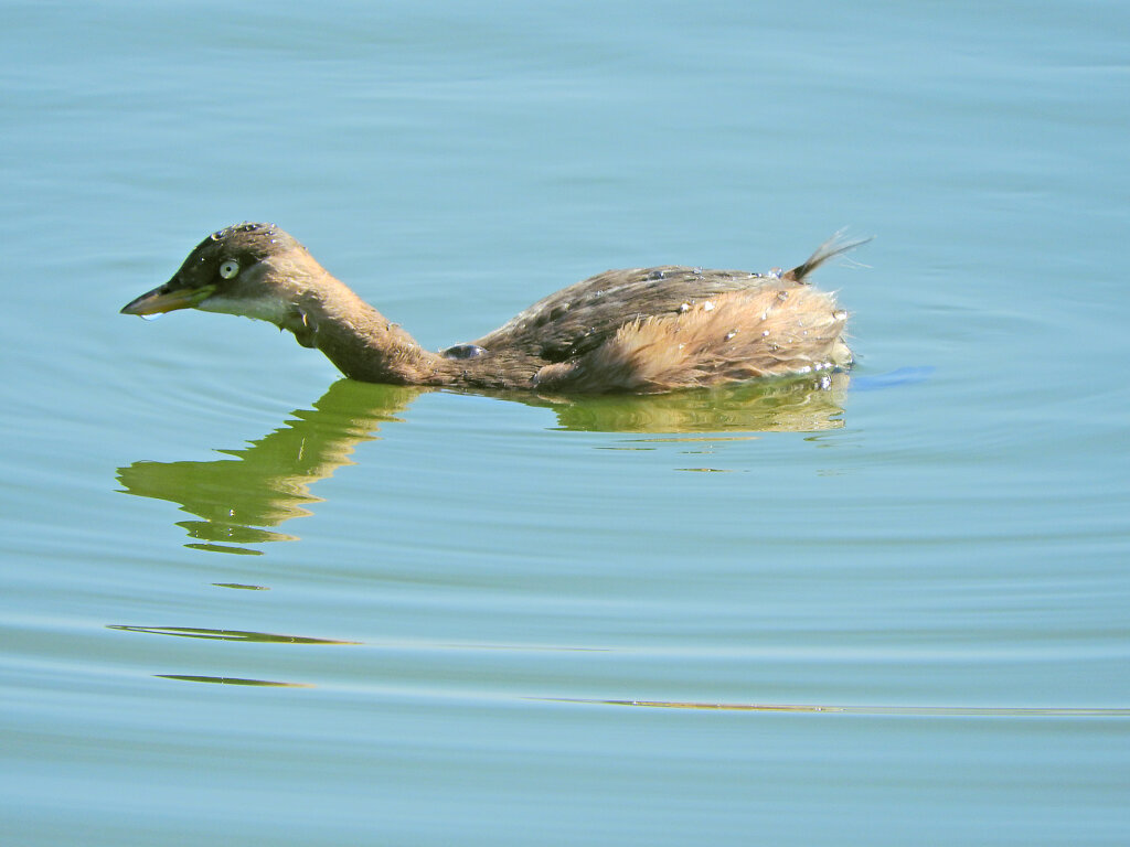 等々力緑地公園・・釣り堀池で　カイツブリ　６