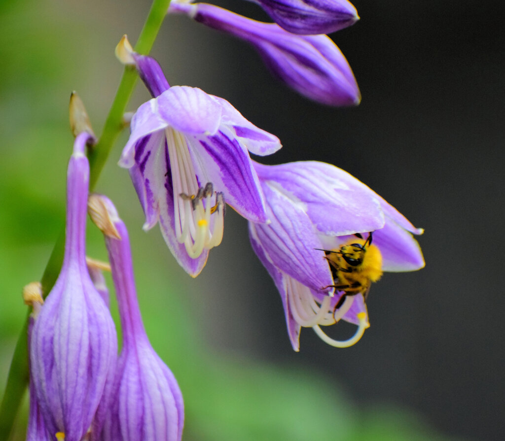 ギボウシ（擬宝珠）に夢中な蜂さん　３