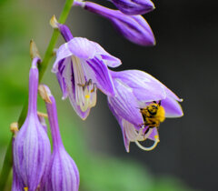 ギボウシ（擬宝珠）に夢中な蜂さん　３