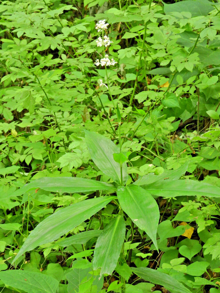 里山で藪茗荷が開花　６