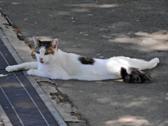 ご飯を待つ・・・地域猫　３