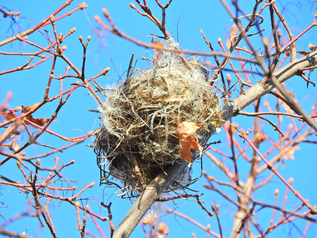 紅葉が落葉したら現れた鳥の巣　１