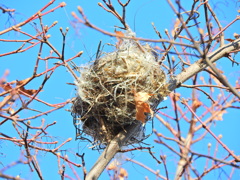 紅葉が落葉したら現れた鳥の巣　１