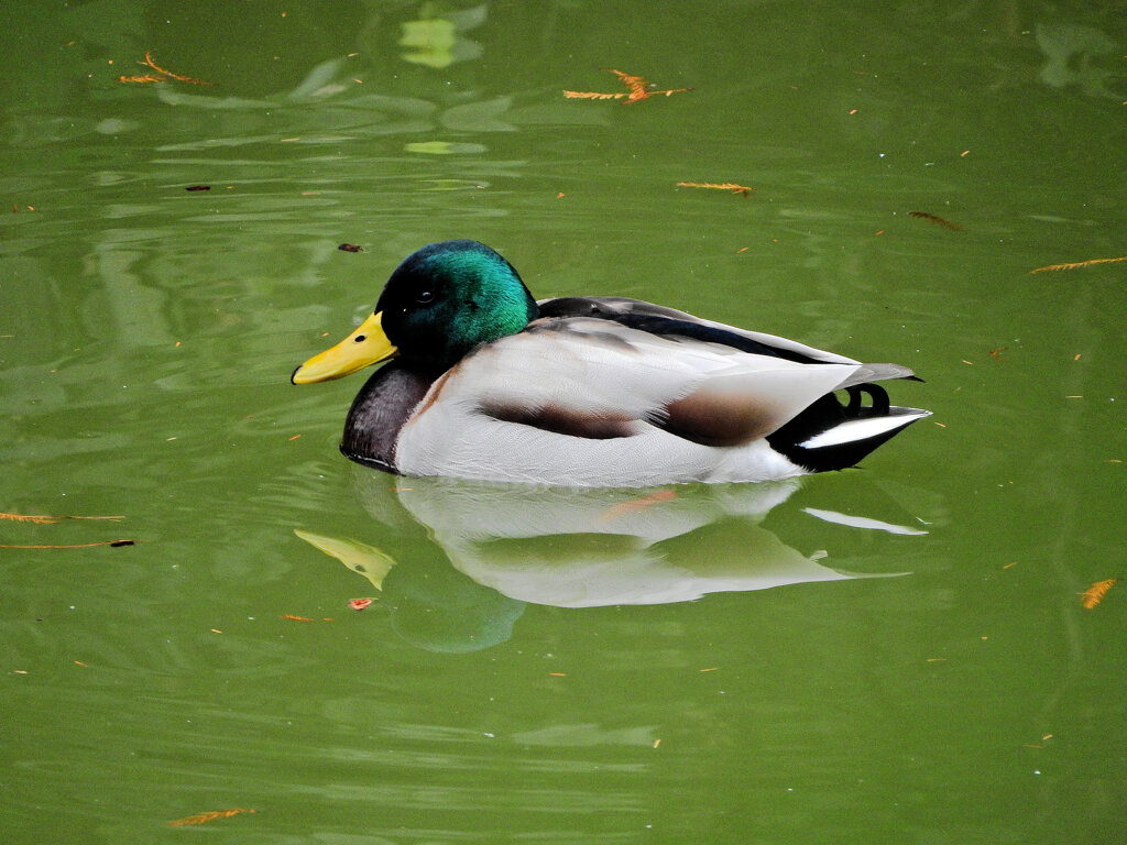 等々力緑地公園・・釣り堀池で　マガモさん　３