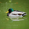 等々力緑地公園・・釣り堀池で　マガモさん　３