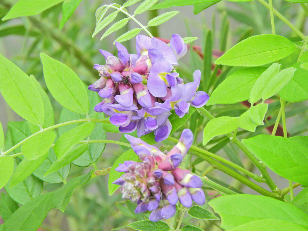 アメリカ藤　(アメジスト・フォール)　４