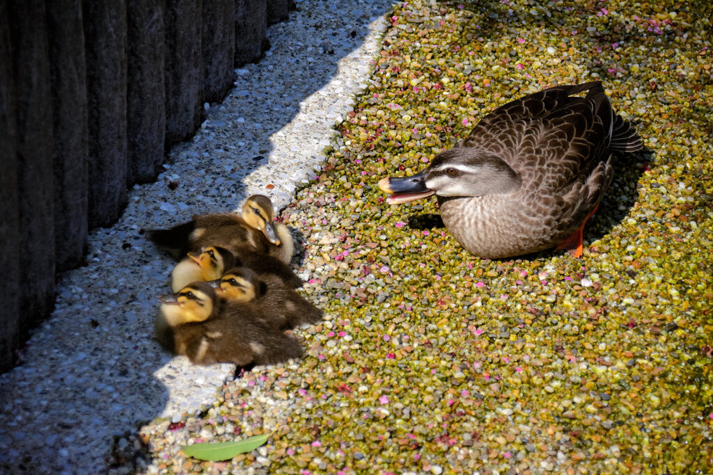 3月1日生まれのｶﾙｶﾞﾓの雛ちゃんは4羽に減りました２