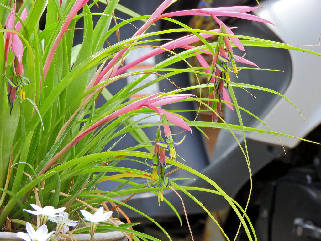 ヨウラク（瓔珞）ツツアナナス　２