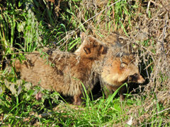 野生の狸さんです　７